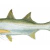 Threadfin_salmon.jpg